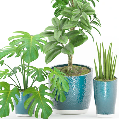 Plant 43 — Вид 2