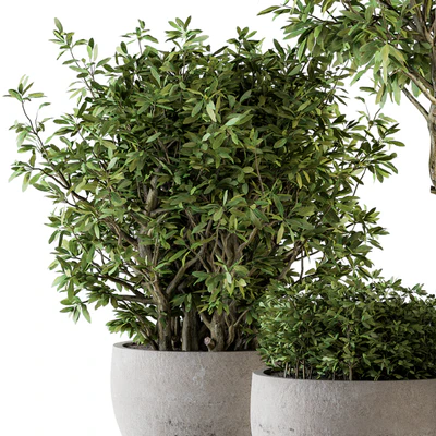 Outdoor Plants tree in Concrete Pot - Set 128 — Вид 5