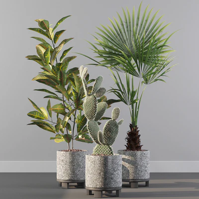 Plants collection 056 — Ver 3