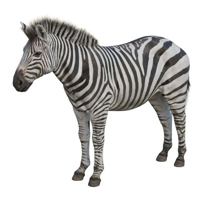 Zebra — Скачать