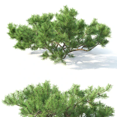 Pinus Mugo 3 — Вид 2