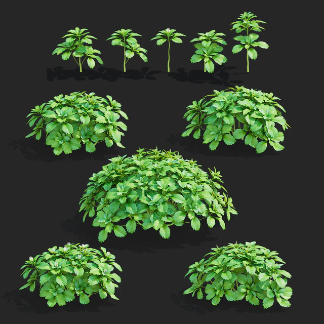 Пахизандра верхушечная кусты | Pachysandra terminalis — Скачать