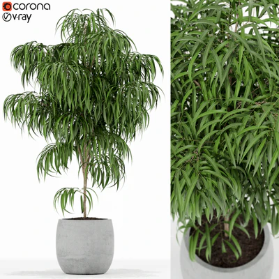 Plants collection 154 — View 1