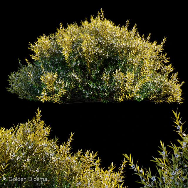 Golden Diosma — Скачать