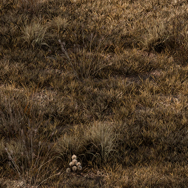 Dry Grass Set 16 — Descargar