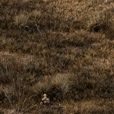Dry Grass Set 16 — Ver 5