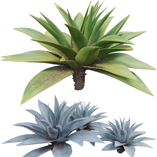 Agave 03 — Descargar