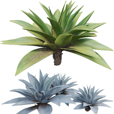 Agave 03 — Ver 5
