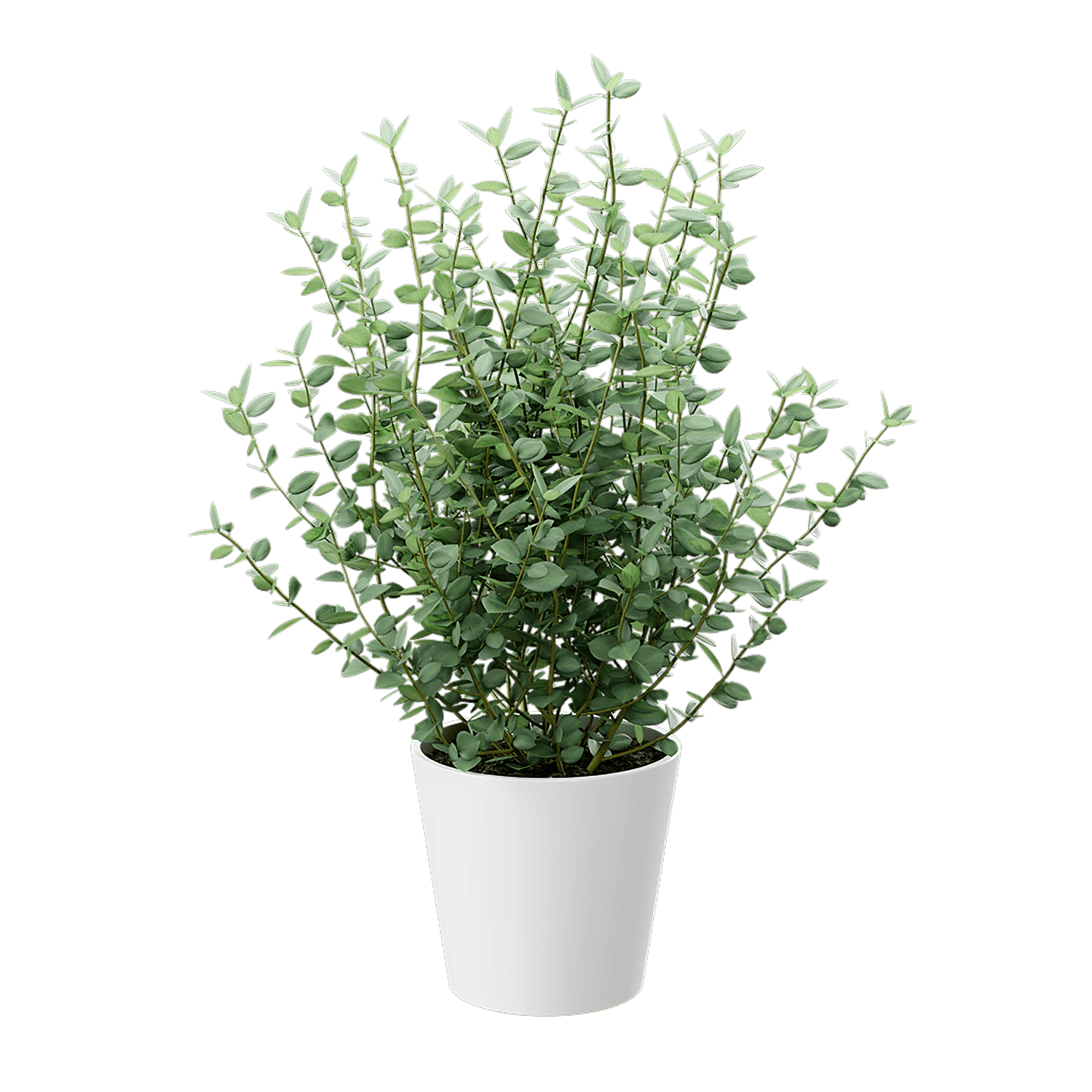 plant eucalyptus 002 — Скачать