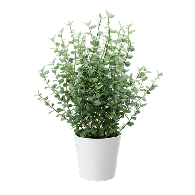 plant eucalyptus 002 — Скачать