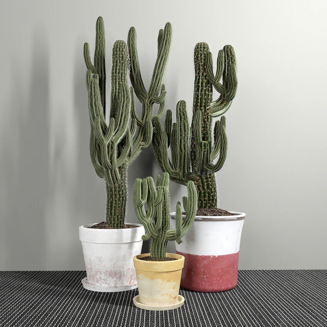 Set of Three Cactuses Carnegiea — Скачать