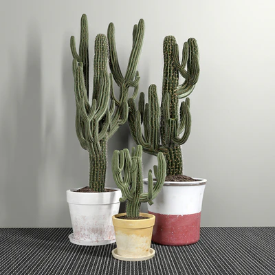 Set of Three Cactuses Carnegiea — Вид 1