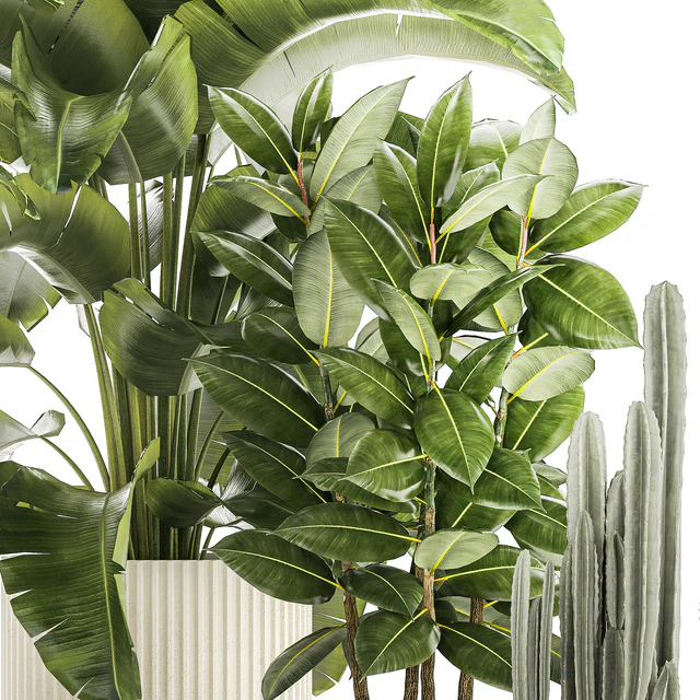 Collection of plants in modern white pots with ficus Lirata tree, banana palm, calathea lutea, cactus, Strelittia. Set 1359. — Descargar
