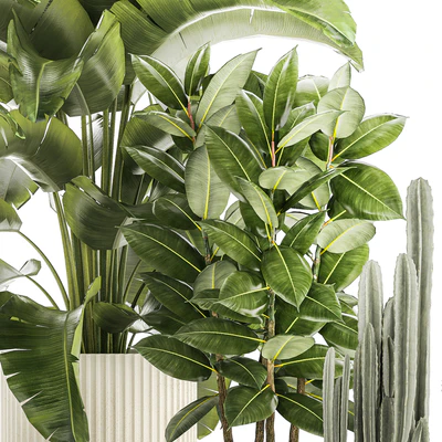 Collection of plants in modern white pots with ficus Lirata tree, banana palm, calathea lutea, cactus, Strelittia. Set 1359. — Ver 6