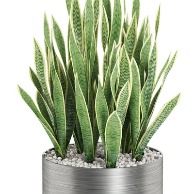 Plants collection 506 — Вид 3