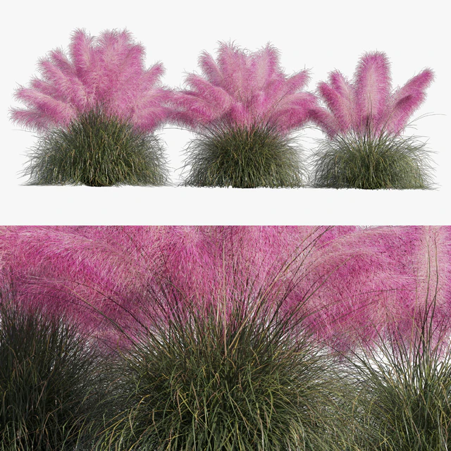 Muhlenbergia Capillaris - Pink Muhly Grass — Descargar
