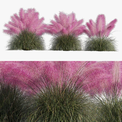 Muhlenbergia Capillaris - Pink Muhly Grass — Ver 1