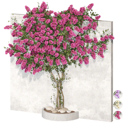 Bougainvillea plant 02 — Ver 1