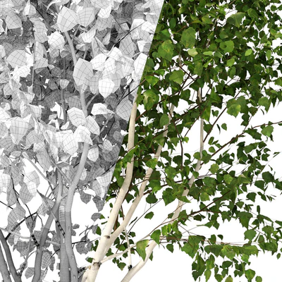 Betula pendula multi stem V01 — Ver 3