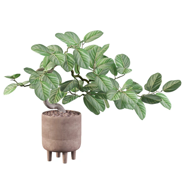 Plants collection 085 - ficus benghalensis — Descargar