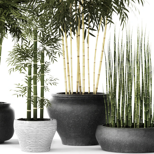 Bamboo and Equisetum, цветок, горшок, куст бамбука, заросли, бамбук, горшок, вазон, уличный, хвощ — Скачать