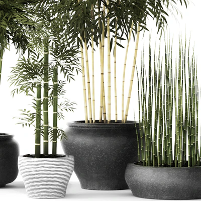 Bamboo and Equisetum, цветок, горшок, куст бамбука, заросли, бамбук, горшок, вазон, уличный, хвощ — Вид 3