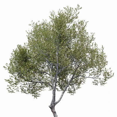 Olea europaea (Olive tree) — Вид 3