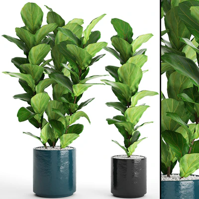 Коллекция растений в горшках. 61 ficus lyrata, Фикус лировидный, офисные растения, кусты, фикус лирата, комнатное, интерьерное, горшок, вазон, гравий — Вид 1