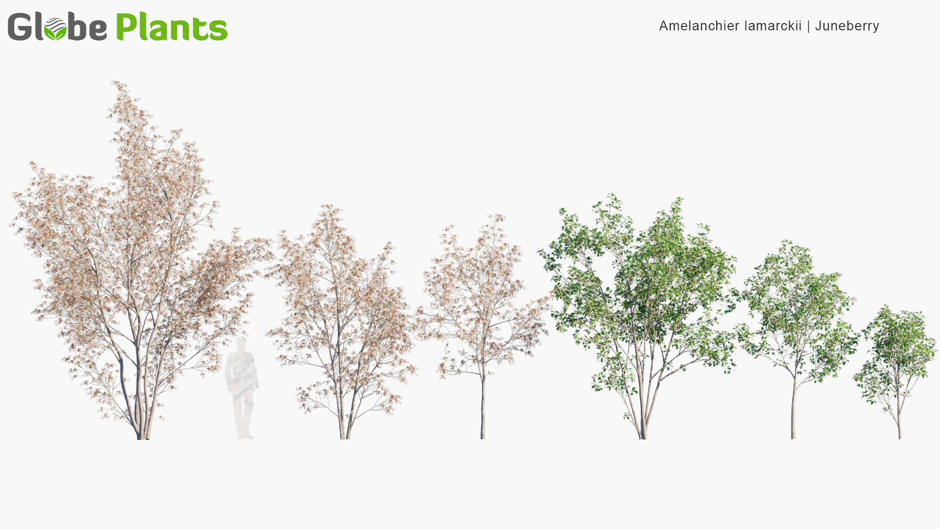 amelanchier lamarckii — Скачать