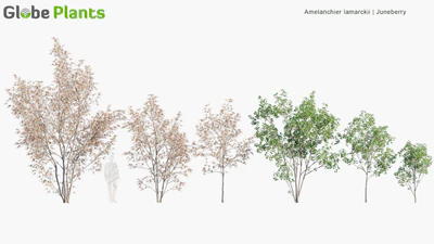 amelanchier lamarckii — скачать