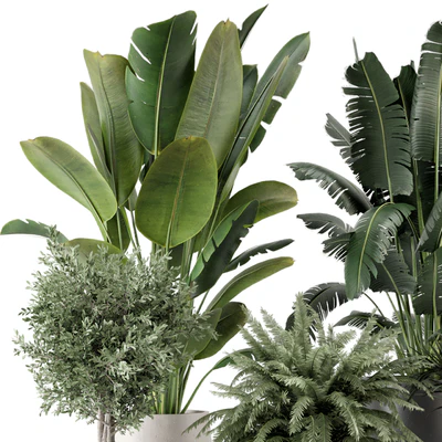 Indoor Plants in rusty Concrete Pot - Set 1167 — Ver 5