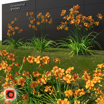 Liljernik yellow / Hemerocallis lilioasphodelus (CORONA version) — Ver 1