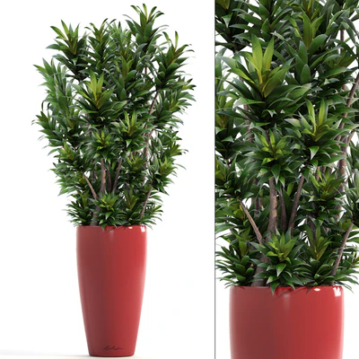 Dracaena 5, Драцена Рефлекса, цветок, горшок, куст, вазон, интерьерная, декоративная — Вид 1