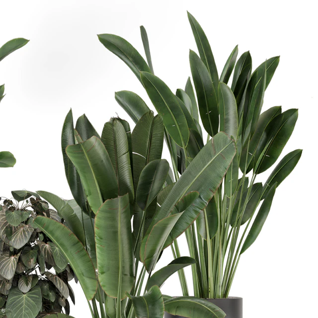 Indoor Plants in Ferm Living Bau Pot Large - Set 1256 — Download