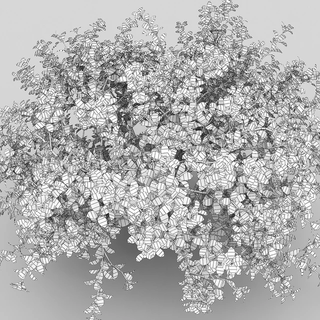 Berberis thunbergii 1 — Descargar