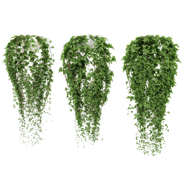 Ivy in pot — Descargar