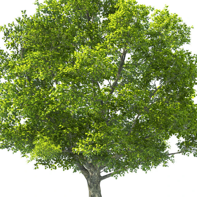 Tilia Tree - 10m Height - Tree Set 01 — Descargar
