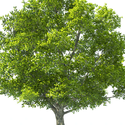 Tilia Tree - 10m Height - Tree Set 01 — Ver 2