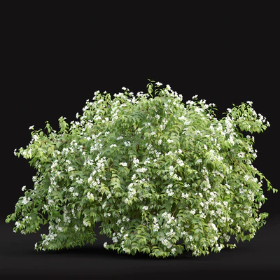 Philadelphus — Ver 6