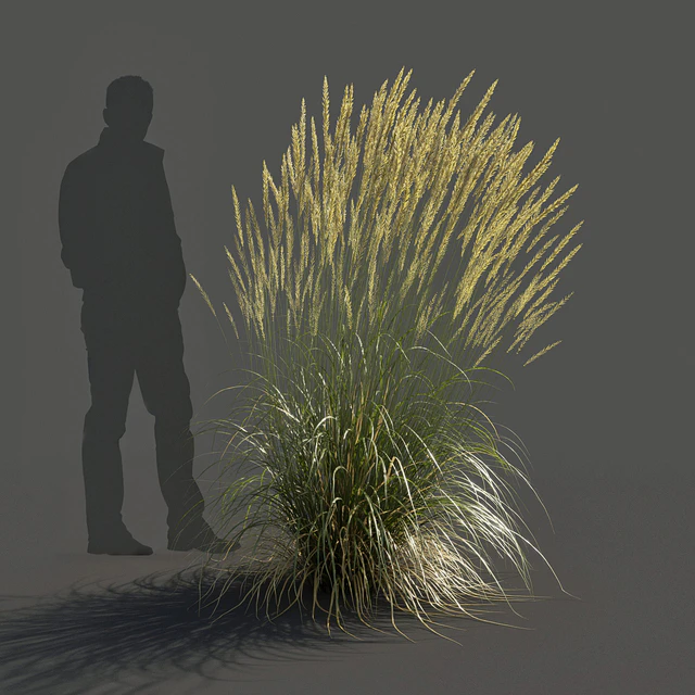 Feather Reed Grass - Calamagrostis acutiflora - High — Скачать