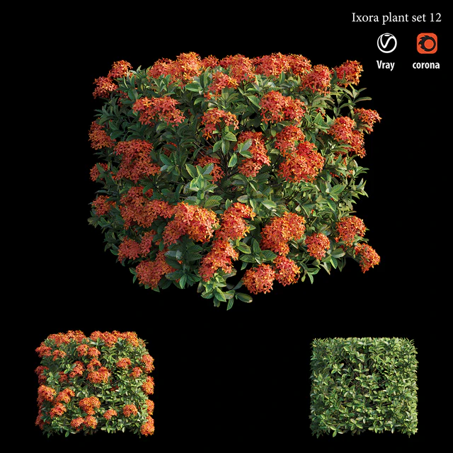 Ixora plant set 12 — Descargar