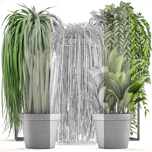 Plant collection 319. Climbing plants, Ripsalis, Tradescantia, indoor plants — Descargar