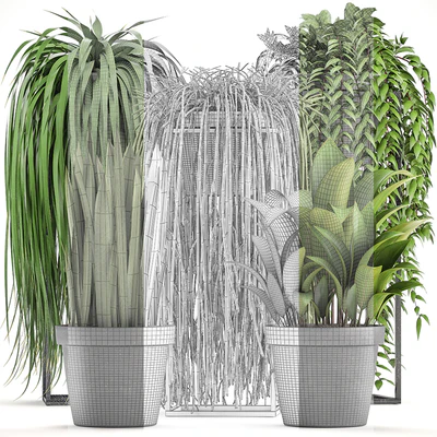 Plant collection 319. Climbing plants, Ripsalis, Tradescantia, indoor plants — Ver 3