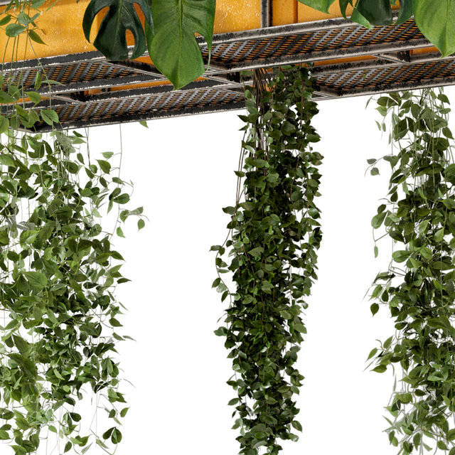 Indoor Hanging Plants in Metal Box - Set 146 — Descargar