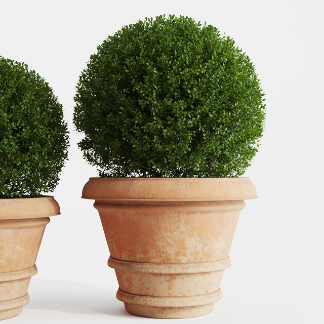 Boxwood evergreen in clay pots — Descargar