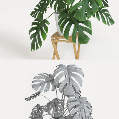 Monstera — Вид 2