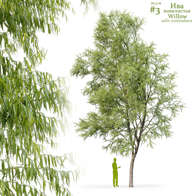 Ива извилистая / Willow / Salix matsudana #3 — Скачать