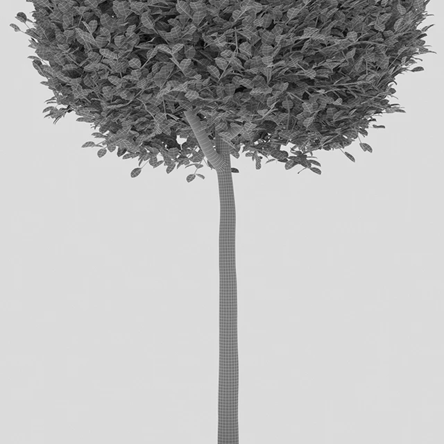 Buxus Sempervirens in Pot — Скачать