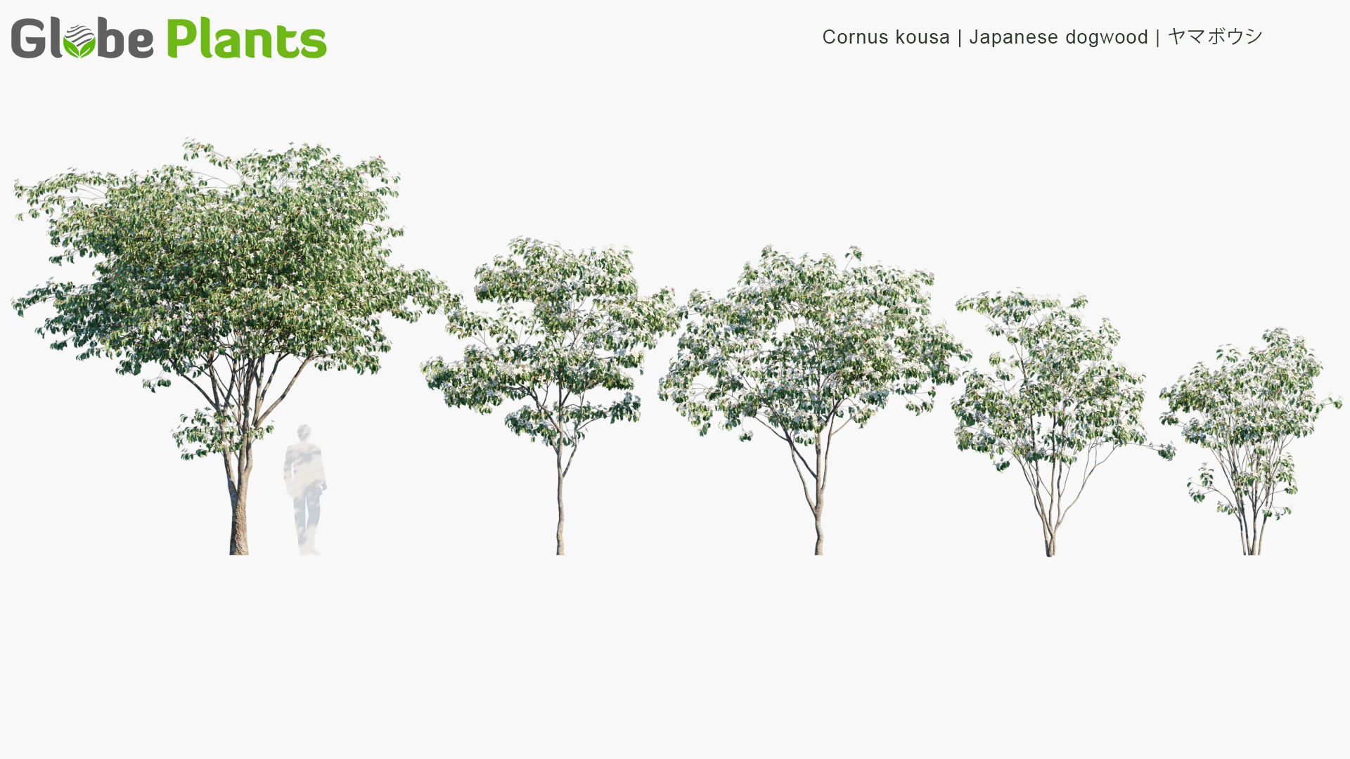 cornus kousa — Скачать