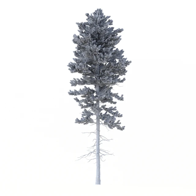 Norway spruce Set 1 Corona — Descargar